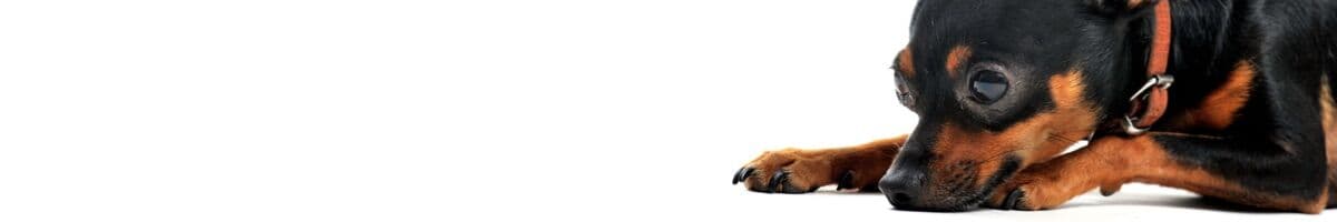 Dvärgpinscher iFokus